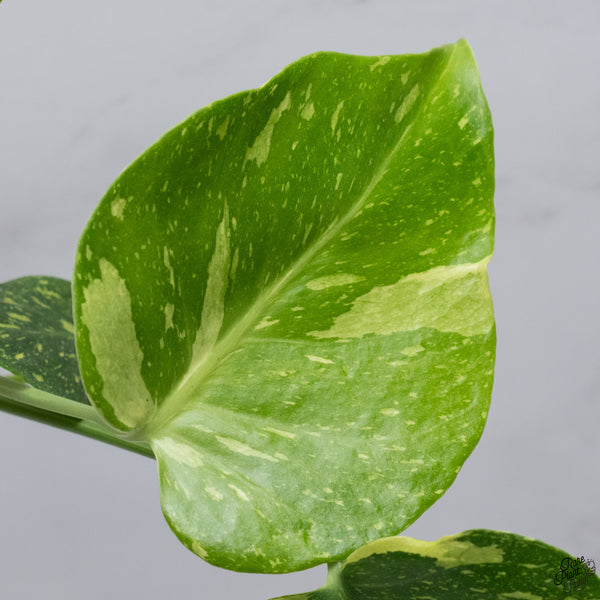 Monstera Deliciosa 'Electrolyte' (wk33-I)
