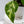 Monstera Deliciosa 'Electrolyte' (wk34-H)