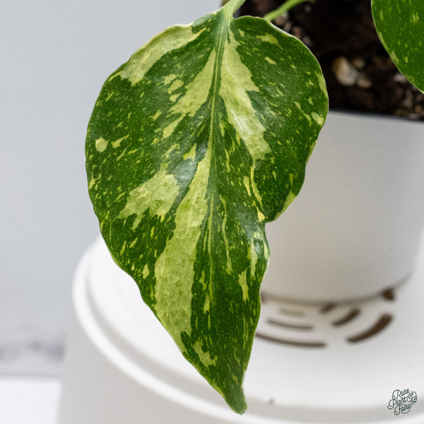 Monstera Deliciosa 'Electrolyte' (wk34-H)