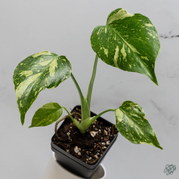 Monstera Deliciosa 'Electrolyte' (wk34-H)