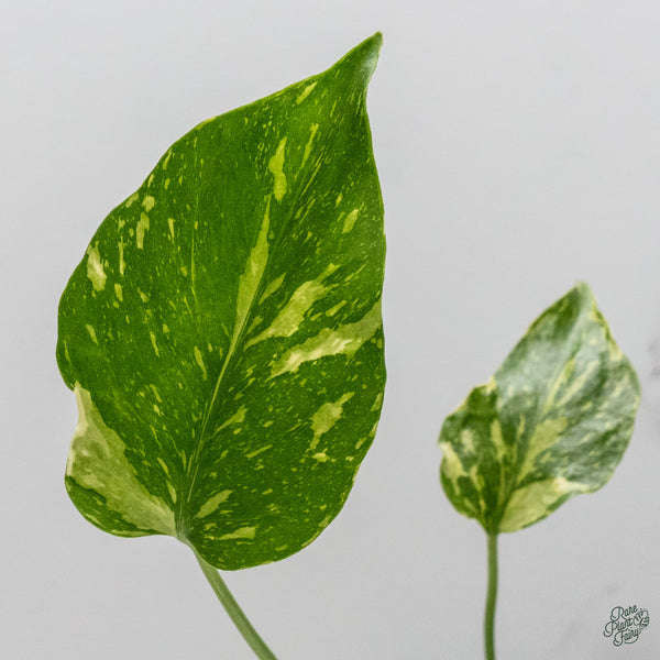 Monstera Deliciosa 'Electrolyte' (wk34-H)