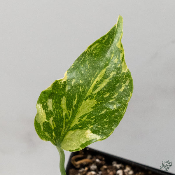 Monstera Deliciosa 'Electrolyte' (wk34-H)