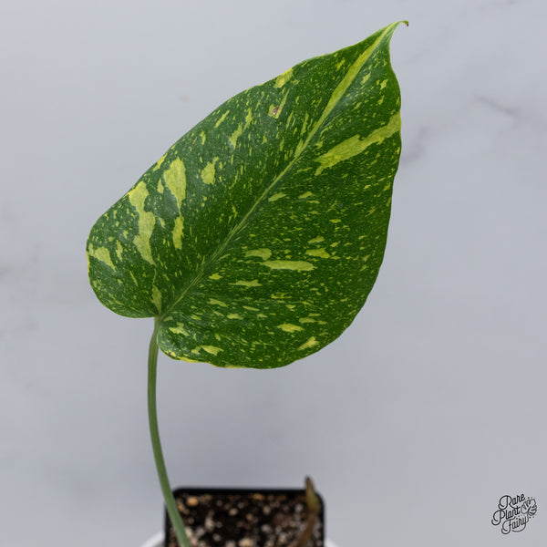 Monstera Deliciosa 'Electrolyte' (wk35-E)