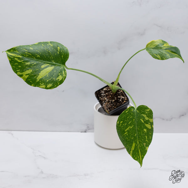 Monstera Deliciosa 'Electrolyte' (wk35-E)