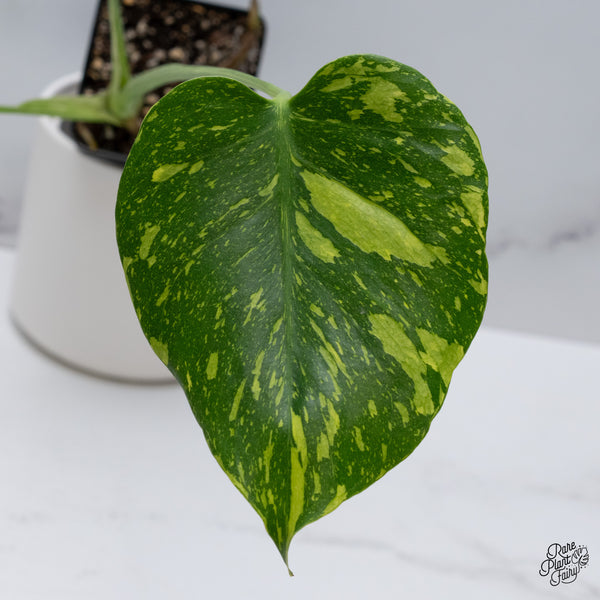 Monstera Deliciosa 'Electrolyte' (wk35-E)