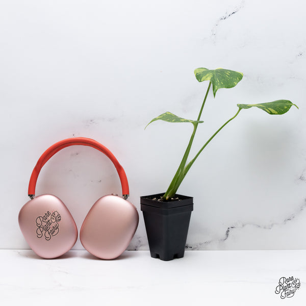 Monstera Deliciosa 'Electrolyte' (wk36-L)