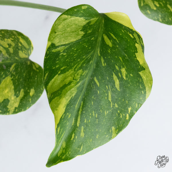 Monstera Deliciosa 'Electrolyte' (wk36-L)