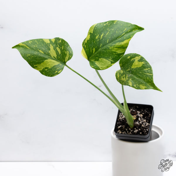 Monstera Deliciosa 'Electrolyte' (wk36-L)