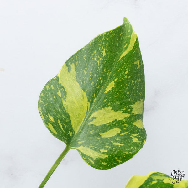 Monstera Deliciosa 'Electrolyte' (wk36-L)