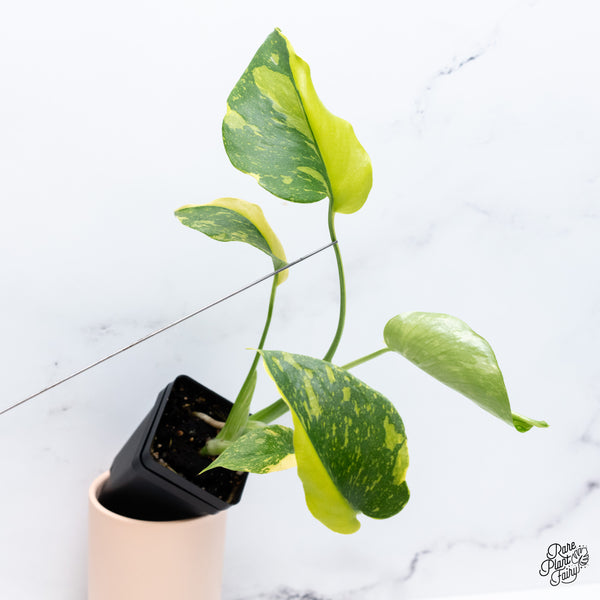 Monstera Deliciosa 'Electrolyte' (wk37-H) *Half Moons*