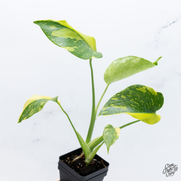 Monstera Deliciosa 'Electrolyte' (wk37-H) *Half Moons*