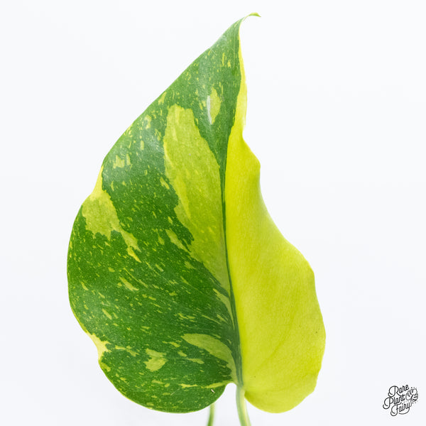 Monstera Deliciosa 'Electrolyte' (wk37-H) *Half Moons*