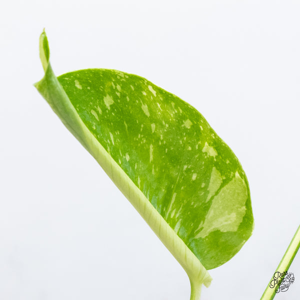 Monstera Deliciosa 'Electrolyte' (wk37-H) *Half Moons*