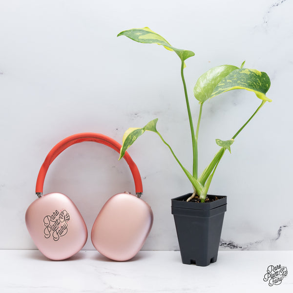 Monstera Deliciosa 'Electrolyte' (wk37-H) *Half Moons*