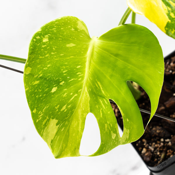 Monstera Deliciosa 'Electrolyte' (wk52-UK)