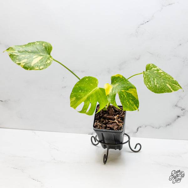 Monstera Deliciosa 'Electrolyte' (wk52-UK)