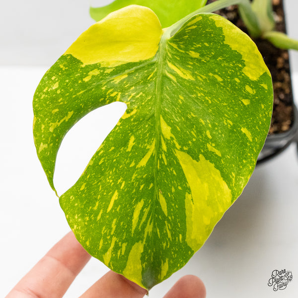 Monstera Deliciosa 'Electrolyte' (wk52-UK)