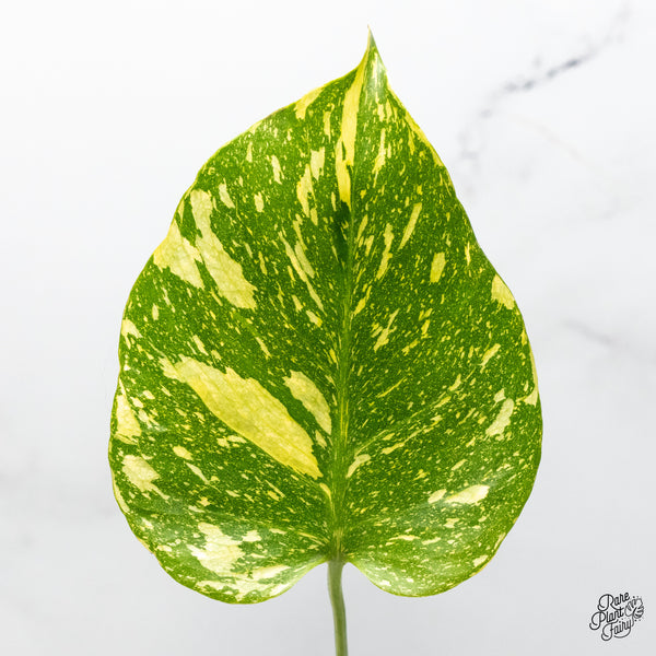 Monstera Deliciosa 'Electrolyte' (wk52-UK)