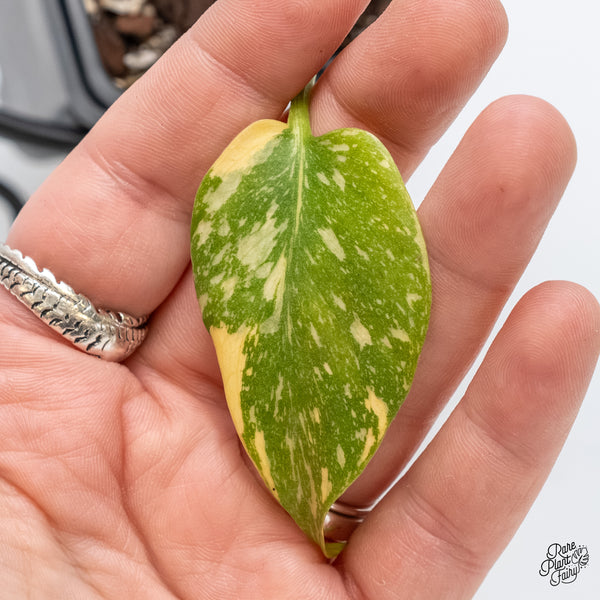 Monstera Deliciosa 'Electrolyte' (wk5-UF)