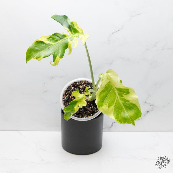 Monstera 'Flamicito' (wk51-UO)