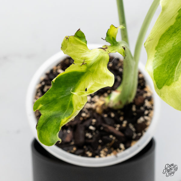 Monstera 'Flamicito' (wk51-UO)