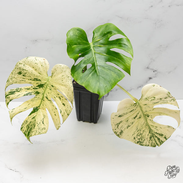 Monstera Deliciosa 'White Monster' by Kunzo (wk48-UV)