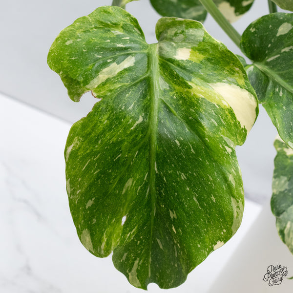 Monstera Deliciosa Thai Constellation Tricolor *Contorted* (wk36-I)