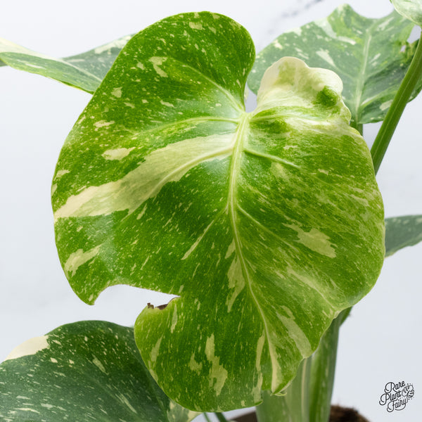 Monstera Deliciosa Thai Constellation Tricolor *Contorted* (wk36-I)