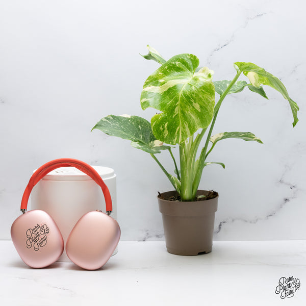 Monstera Deliciosa Thai Constellation Tricolor *Contorted* (wk36-I)