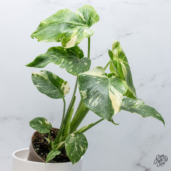 Monstera Deliciosa Thai Constellation Tricolor *Contorted* (wk36-I)