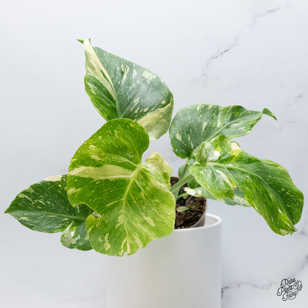 Monstera Deliciosa Thai Constellation Tricolor *Contorted* (wk36-I)