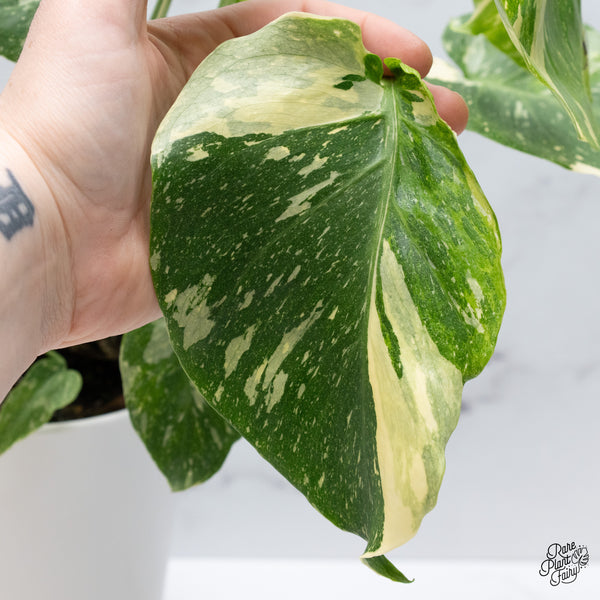 Monstera Deliciosa Thai Constellation Tricolor *Contorted* (wk36-I)
