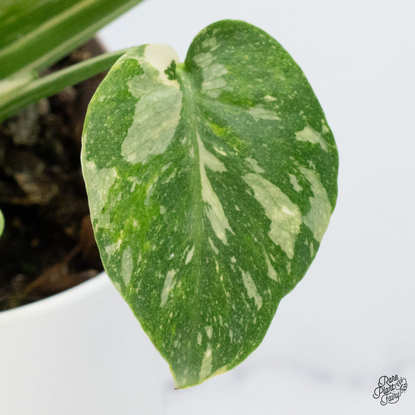Monstera Deliciosa Thai Constellation Tricolor *Contorted* (wk36-I)