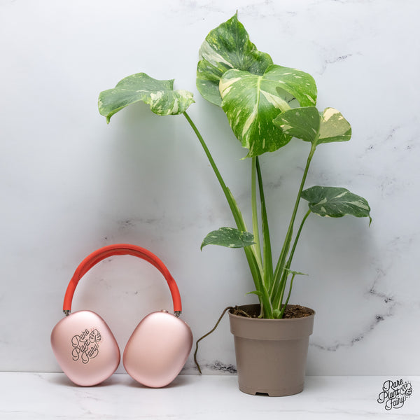 Monstera Deliciosa Thai Constellation Tricolor *Contorted* (wk36-J)