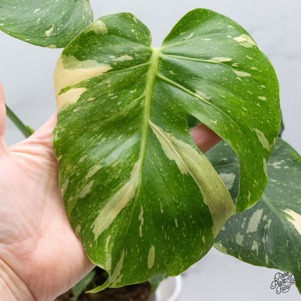 Monstera Deliciosa Thai Constellation Tricolor *Contorted* (wk36-J)