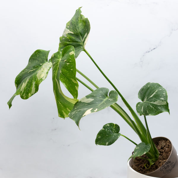 Monstera Deliciosa Thai Constellation Tricolor *Contorted* (wk36-J)