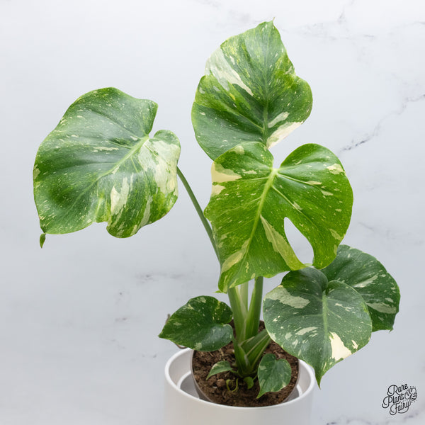 Monstera Deliciosa Thai Constellation Tricolor *Contorted* (wk36-J)