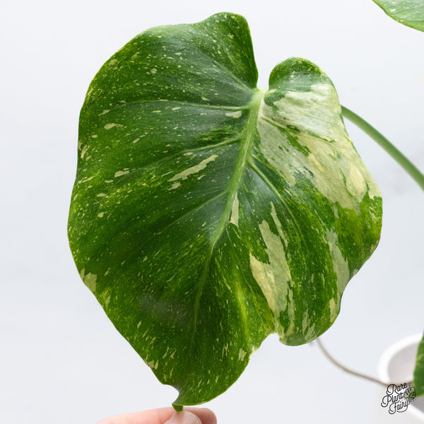 Monstera Deliciosa Thai Constellation Tricolor *Contorted* (wk36-J)