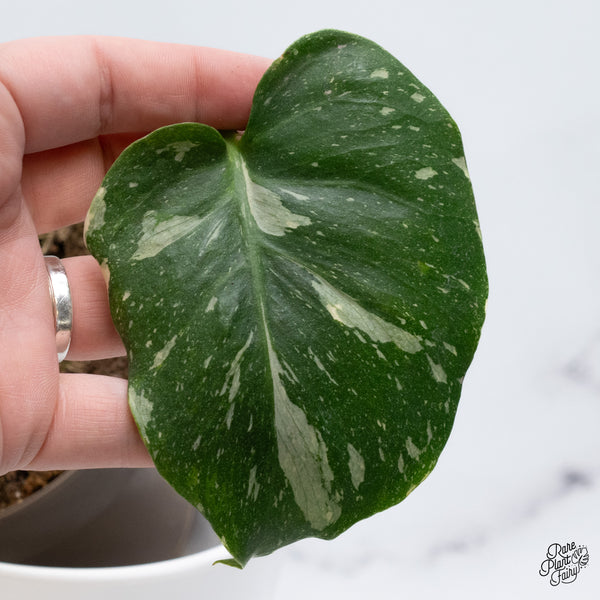 Monstera Deliciosa Thai Constellation Tricolor *Contorted* (wk36-J)