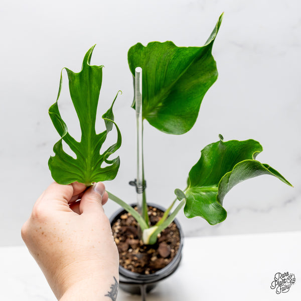 Monstera Deliciosa 'Unniiae' (wk51-UB)