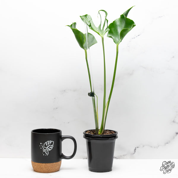 Monstera Deliciosa 'Unniiae' (wk51-UB)