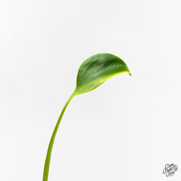 Monstera Deliciosa 'Unniiae' (wk51-UB)