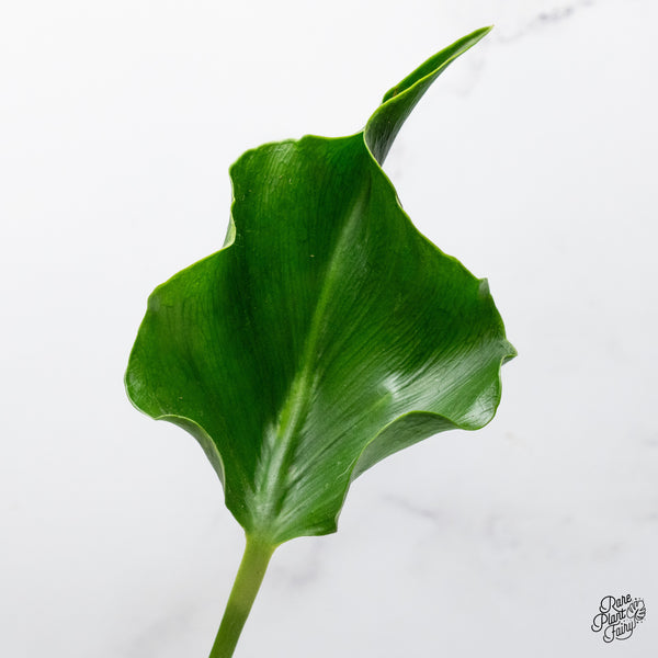 Monstera Deliciosa 'Unniiae' (wk51-UB)