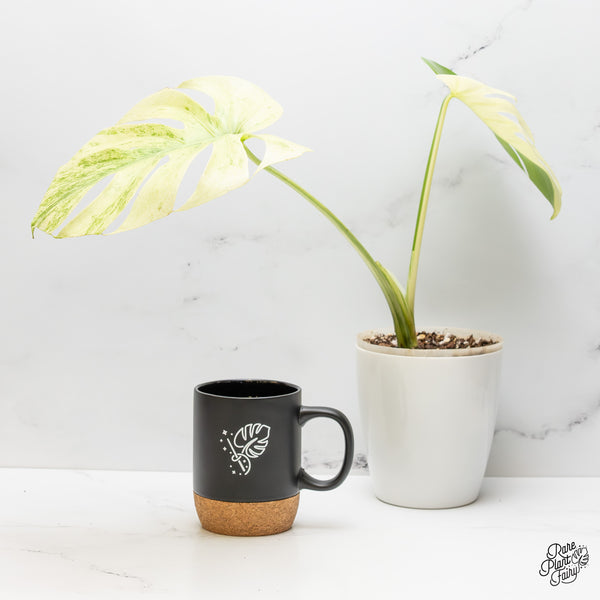 Monstera 'White Tear' (wk47-UB)