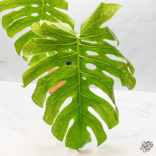 Monstera 'White Tear' (wk48-UU)