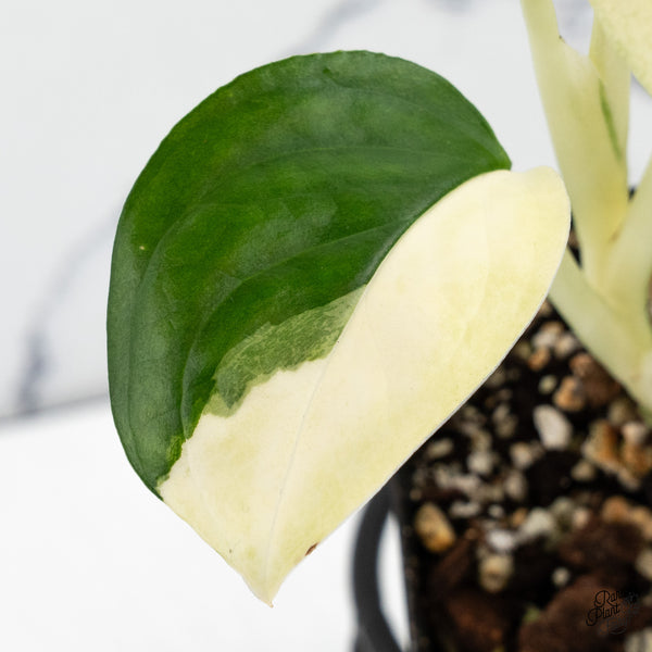 Monstera 'Acacoyaguensis' Albo Variegated *Sectoral* (wk48-D)