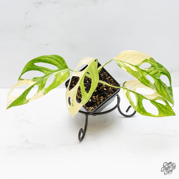 Monstera Adansonii Albo Variegated (Large Form) *Grower's Choice*