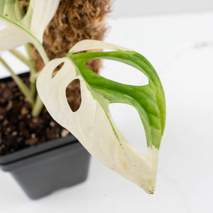 Monstera adansonii albo variegated *Large Form* (wk30-O)