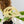 Monstera adansonii albo variegated *Large Form* (wk30-O)
