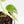 Monstera adansonii albo variegated *Large Form* (wk34-L84)